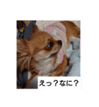 アンディ＆サリー2（個別スタンプ：4）