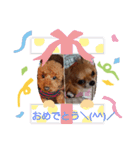 アンディ＆サリー2（個別スタンプ：16）