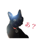 opicoのスタンプ（個別スタンプ：11）
