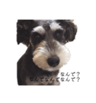 デカシュナ・ジジのリアクションスタンプ①（個別スタンプ：2）