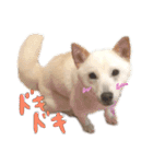 白柴2（個別スタンプ：10）