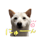 白柴2（個別スタンプ：11）