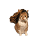 everydayNEKOs（個別スタンプ：1）