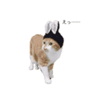 everydayNEKOs（個別スタンプ：2）