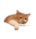 everydayNEKOs（個別スタンプ：3）