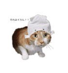 everydayNEKOs（個別スタンプ：4）