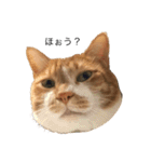everydayNEKOs（個別スタンプ：6）