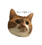 everydayNEKOs（個別スタンプ：7）
