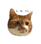 everydayNEKOs（個別スタンプ：8）