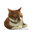 everydayNEKOs（個別スタンプ：9）