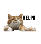 everydayNEKOs（個別スタンプ：10）