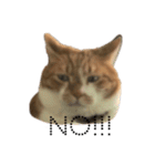 everydayNEKOs（個別スタンプ：13）