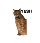 everydayNEKOs（個別スタンプ：14）