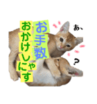 キトンMix byオハナビーズ（個別スタンプ：5）