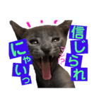 キトンMix byオハナビーズ（個別スタンプ：7）