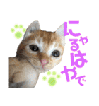 キトンMix byオハナビーズ（個別スタンプ：9）