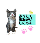 キトンMix byオハナビーズ（個別スタンプ：13）