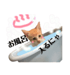 キトンMix byオハナビーズ（個別スタンプ：16）