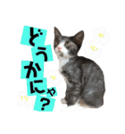 キトンMix byオハナビーズ（個別スタンプ：18）