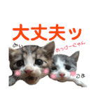 キトンMix byオハナビーズ（個別スタンプ：21）