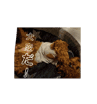 小麦のこむたん3（個別スタンプ：13）
