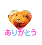 女子力高めなぷりんちゃん2（個別スタンプ：1）