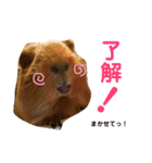女子力高めなぷりんちゃん2（個別スタンプ：3）