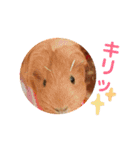 女子力高めなぷりんちゃん2（個別スタンプ：12）