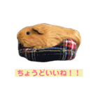 女子力高めなぷりんちゃん2（個別スタンプ：13）
