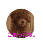 犬のマロレオスタンプ。（個別スタンプ：6）