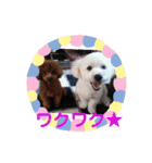 犬のマロレオスタンプ。（個別スタンプ：9）