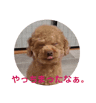 犬のマロレオスタンプ。（個別スタンプ：12）