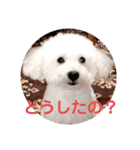 犬のマロレオスタンプ。（個別スタンプ：14）