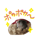 ハムすたンプ その② (まったり編)（個別スタンプ：1）