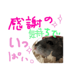 ハムすたンプ その② (まったり編)（個別スタンプ：6）
