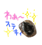 ハムすたンプ その② (まったり編)（個別スタンプ：11）