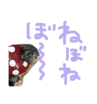 ハムすたンプ その② (まったり編)（個別スタンプ：12）