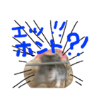 ハムすたンプ その② (まったり編)（個別スタンプ：13）