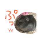 ハムすたンプ その② (まったり編)（個別スタンプ：16）