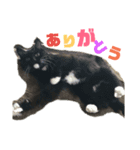 くろねこはなちゃん2（個別スタンプ：2）