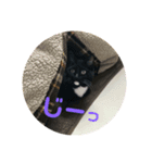 くろねこはなちゃん2（個別スタンプ：3）