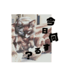 くろねこはなちゃん2（個別スタンプ：7）