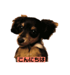 ミニダックスのももちゃん（個別スタンプ：3）