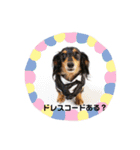 ミニダックスのももちゃん（個別スタンプ：11）