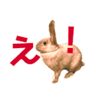 きなきなきなこの気持ち2（個別スタンプ：1）