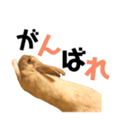 きなきなきなこの気持ち2（個別スタンプ：15）