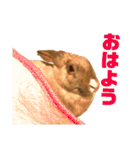 きなきなきなこの気持ち2（個別スタンプ：17）