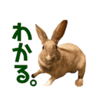 きなきなきなこの気持ち2（個別スタンプ：21）