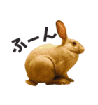 きなきなきなこの気持ち2（個別スタンプ：22）