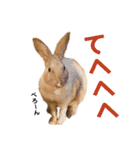 きなきなきなこの気持ち2（個別スタンプ：26）
